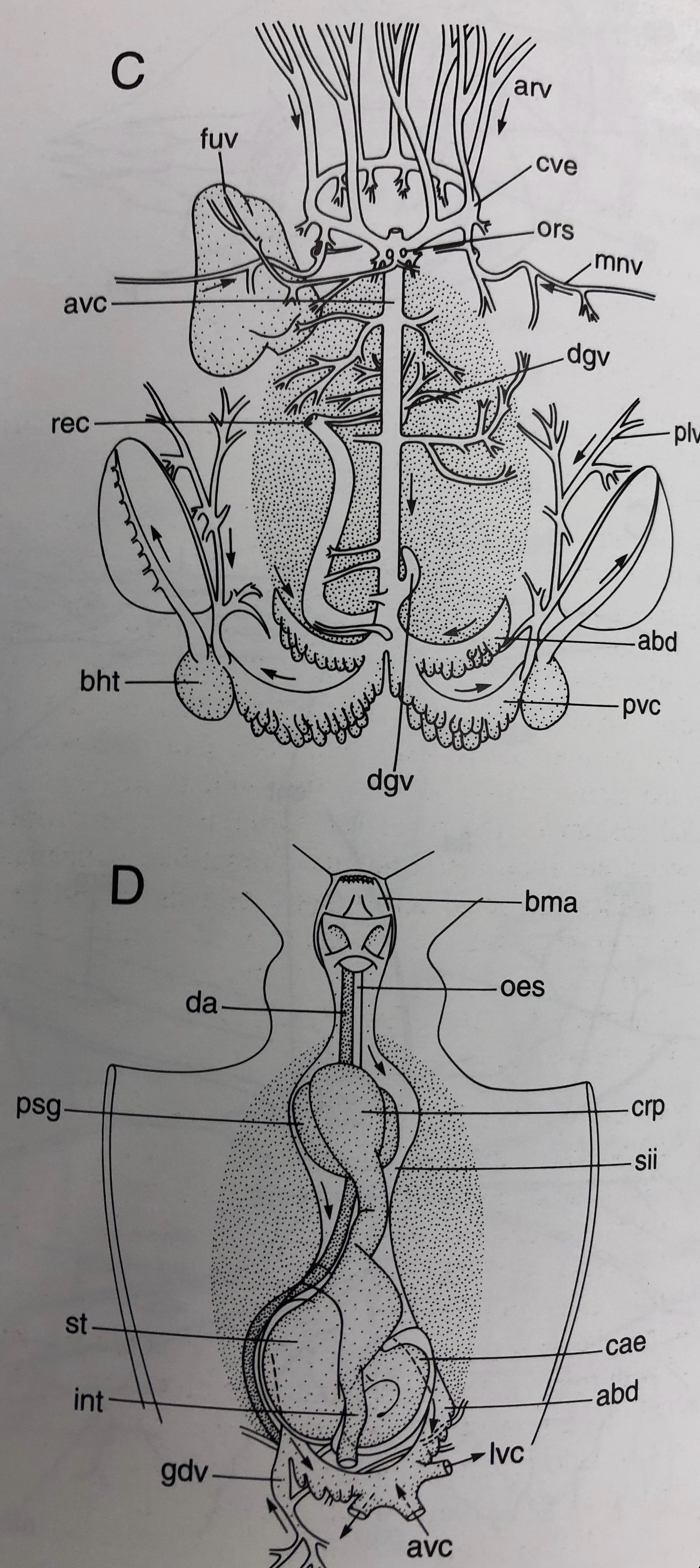 figure image